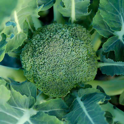 Broccoli: Nature's Nutrient Powerhouse