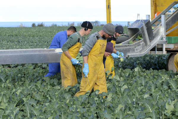 Broccoli: Nature's Nutrient Powerhouse