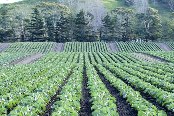 Broccoli: Nature's Nutrient Powerhouse