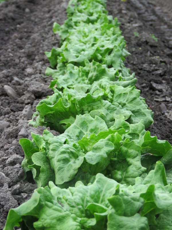 Iceberg Lettuce: Crisp, Fresh, and Delicious