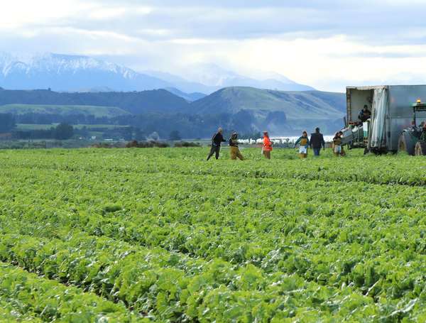 Iceberg Lettuce: Crisp, Fresh, and Delicious