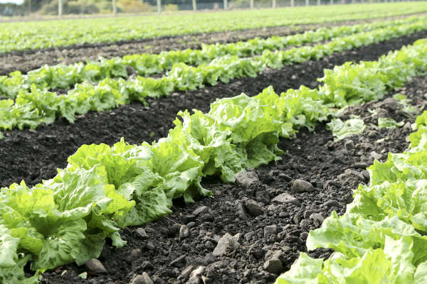 Iceberg Lettuce: Crisp, Fresh, and Delicious