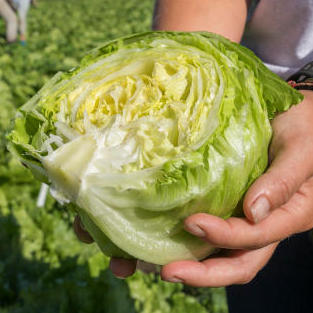 Iceberg Lettuce: Crisp, Fresh, and Delicious