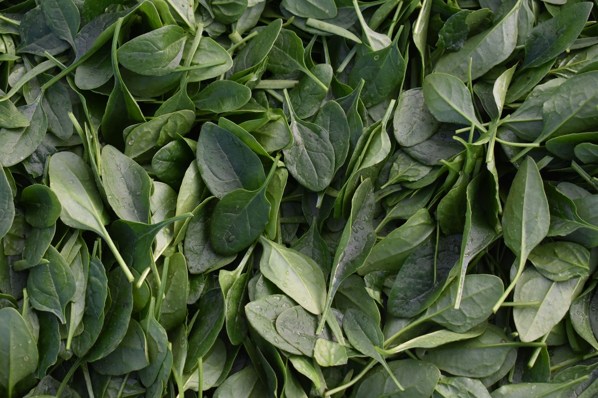 Babyleaf: A Burst of Flavor and Nutrition