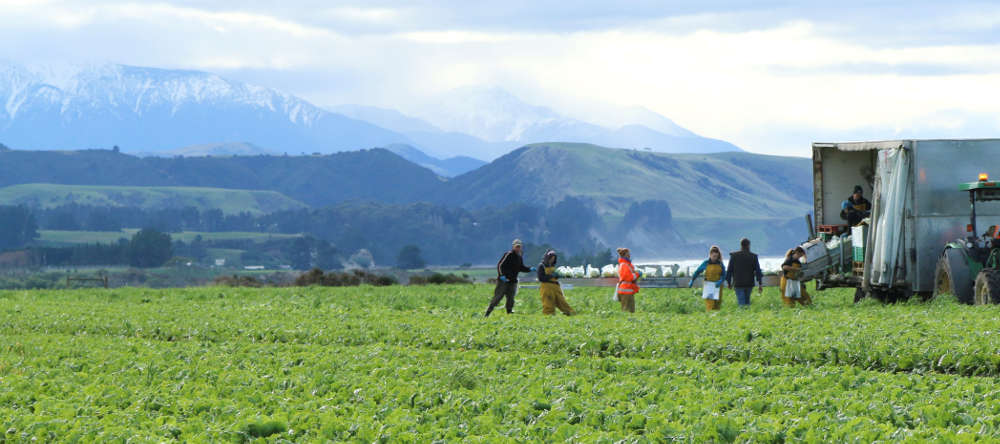 Picking & packing iceberg lettuce